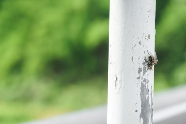 Çift çiftleşme uçar