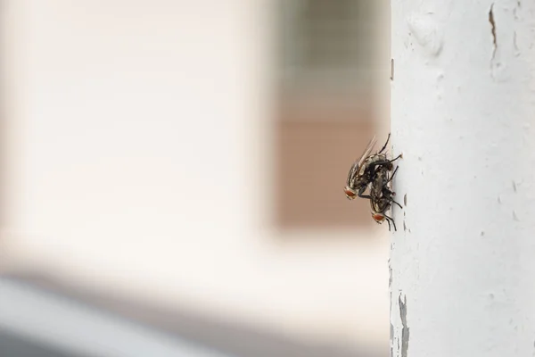 Paar fliegt bei der Paarung — Stockfoto