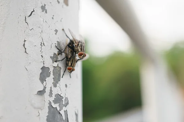 Paar fliegt bei der Paarung — Stockfoto