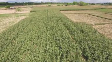 Mısır ve pirinç alan hava atış