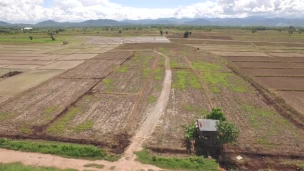 Plan aérien du champ de maïs et de riz — Video