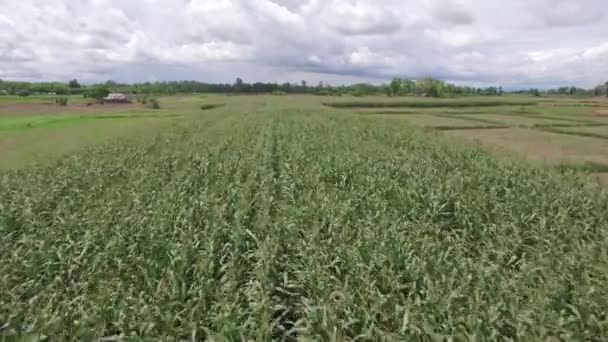 Antenn skott av majs och ris fält — Stockvideo