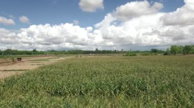 Hasat alanında traktör havası