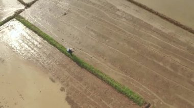 Taylandlı çiftçi tohum serpme kullanarak