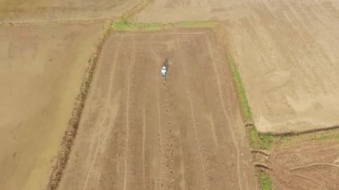 Taylandlı çiftçi tohum serpme kullanarak