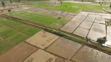 Taylandlı çiftçi kova yapmak satırlar için kullanarak