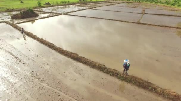 Fermier thaïlandais utilisant épandeur de semences 