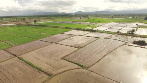 Agricultor tailandês usando balde para fazer linhas — Vídeo de Stock