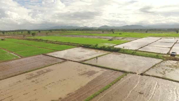 Fermier thaïlandais utilisant seau pour faire des rangées 