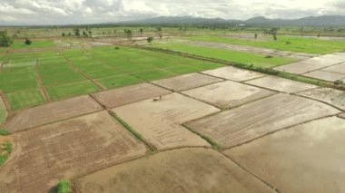 Taylandlı çiftçi yürüme traktör kullanma