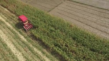 hasat Mısır birleştirmek