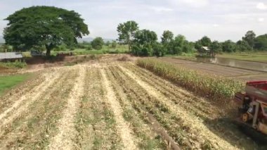 hasat Mısır birleştirmek