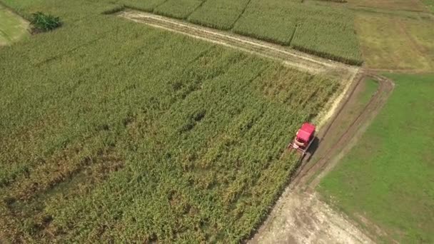 Сбор урожая кукурузы — стоковое видео