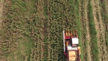 hasat Mısır birleştirmek