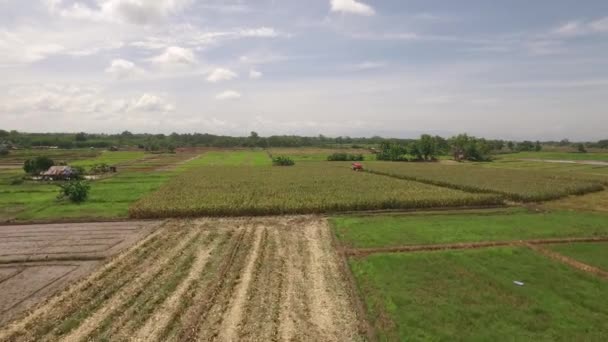 Combine harvesting corn — Stock Video