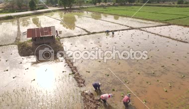 Tay çiftçilerin pirinç bitki