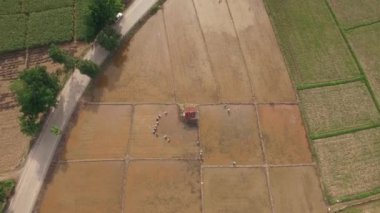 Tay çiftçilerin pirinç bitki