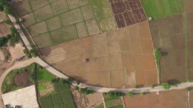 Tay çiftçilerin pirinç bitki