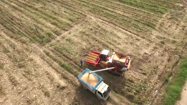 Combine harvesting corn — Stock Video