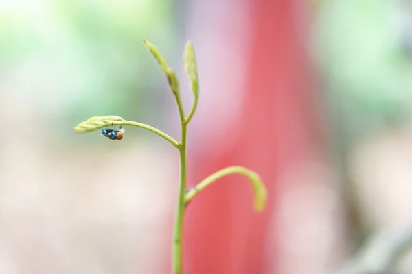 Mouche mangeant du jus de fruit — Photo