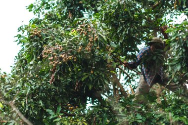 Longan bahçelerinde hasat