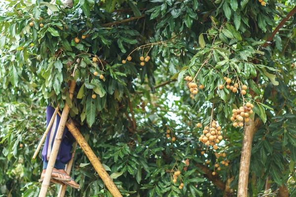 Cosecha de huertos de Longan —  Fotos de Stock