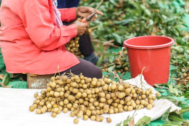 Longan bahçelerinde hasat