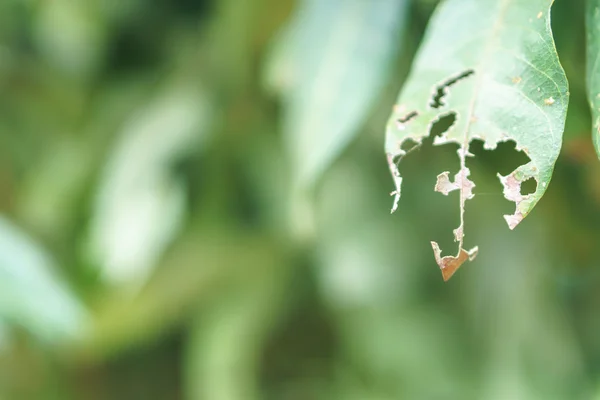 Blatt mit Löchern beschädigen — Stockfoto