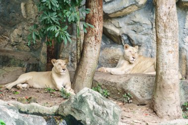 Beyaz aslanlar Hayvanat Bahçesi