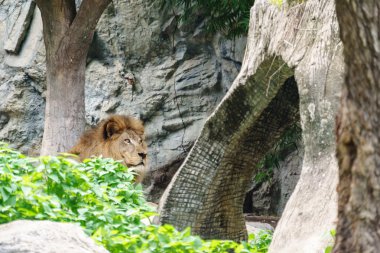 Hayvanat bahçesindeki aslan