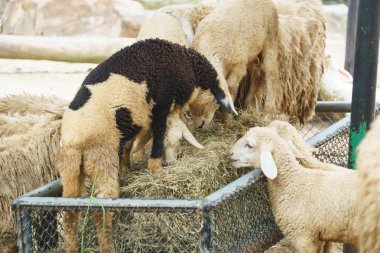 sheeps eten van gras
