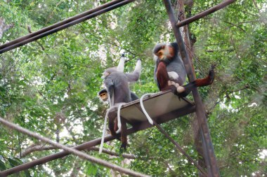 Douc Langur Hayvanat Bahçesi