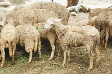 sheeps eten van gras
