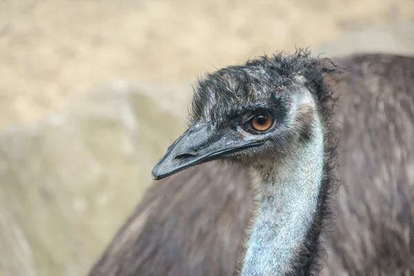 Oiseau Emu australien — Photo