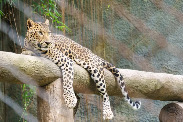 Leopardo no zoológico — Fotografia de Stock