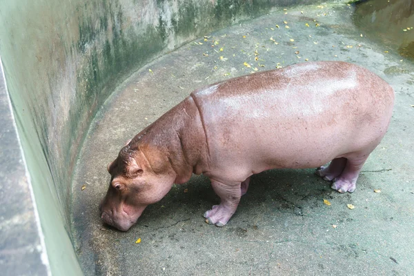 Hipopótamo en el zoológico —  Fotos de Stock