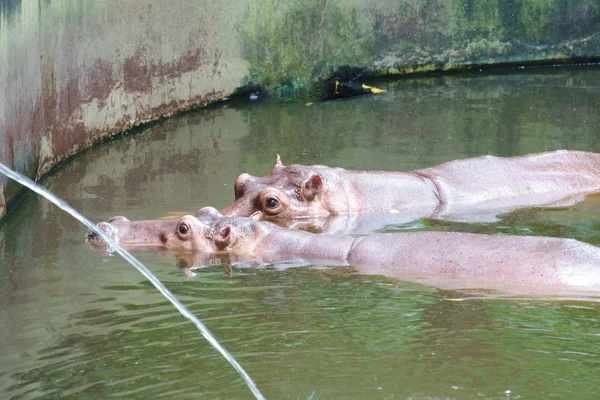 Ippopotamo allo zoo — Foto Stock