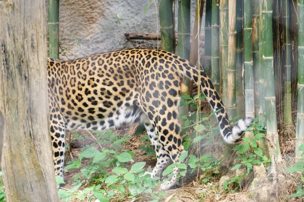 Leopard in the zoo — Stock Photo, Image