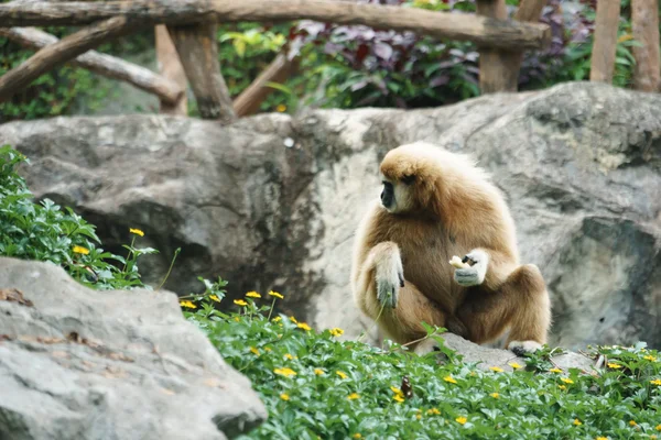 Weißhandgibbon — Stockfoto