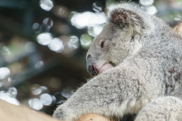 Koala allo zoo — Foto Stock