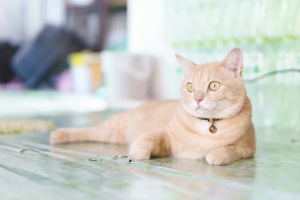 Gato tailandês amarelo comum — Fotografia de Stock