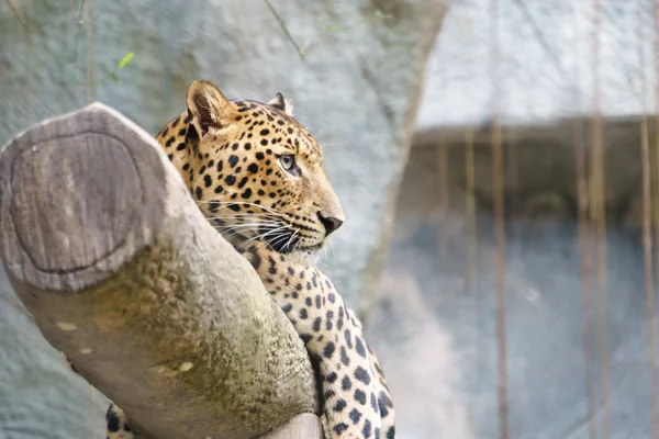 Luipaard in de dierentuin — Stockfoto