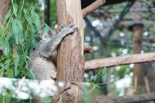 Koala az állatkertben — Stock Fotó