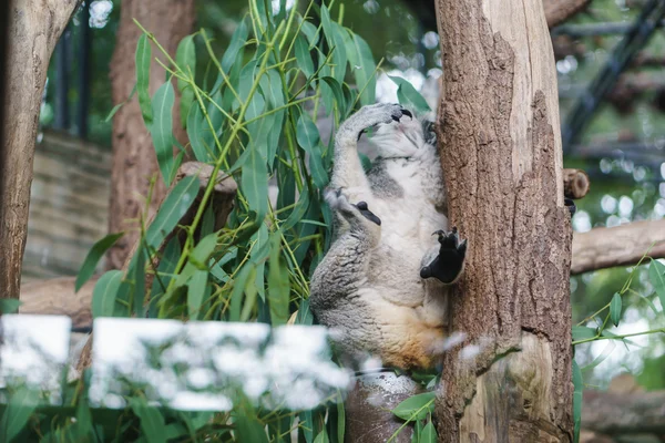 Koala allo zoo — Foto Stock