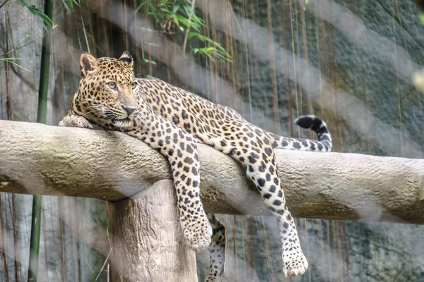 Леопард в зоопарке — стоковое фото