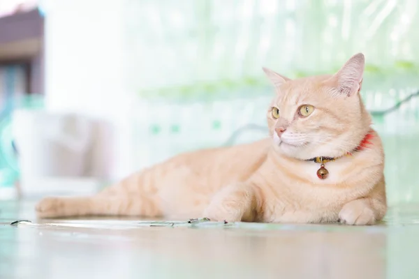 일반적인 노란색 타이어 고양이 — 스톡 사진