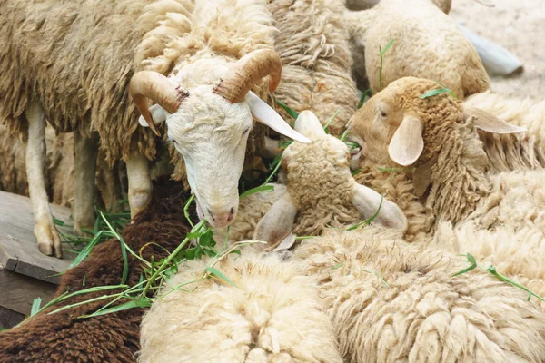 Ovelhas comendo grama — Fotografia de Stock