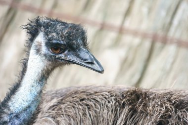 Avustralya Emu Kuşu