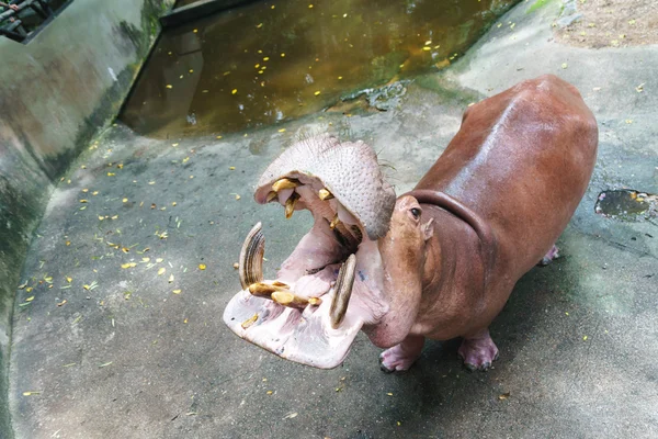 Ippopotamo allo zoo — Foto Stock