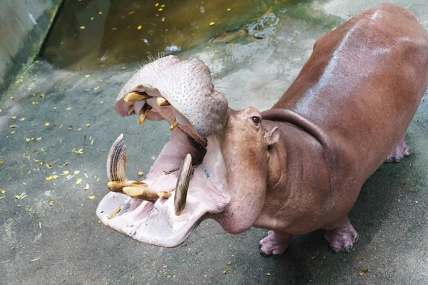 Flusspferd im Zoo — Stockfoto